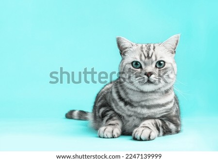Kitten British shorthair silver tabby cat portrait. Purebred