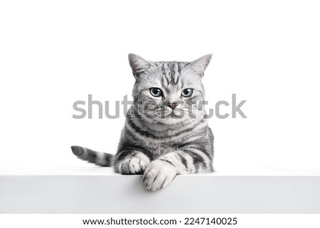 Kitten British shorthair silver tabby cat portrait, purebred