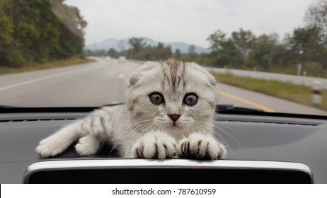 Kitten in car