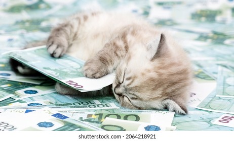 Kitten And Cash. The Cat Sleeps On Money And Hugs A Euro Bill.