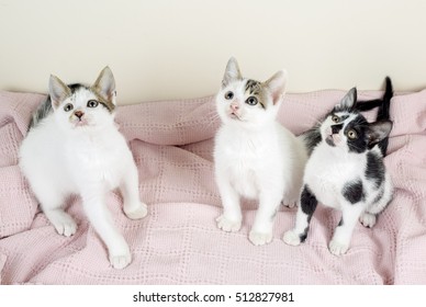 Kitten Cat