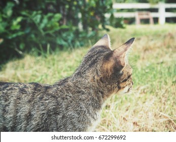 Kitten cat