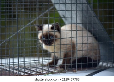 Kitten In A Cat Box - An Iron Cage Designed To Trap Wild Cats