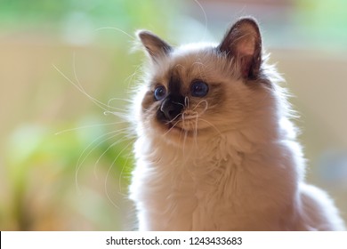 Chat Sacre De Birmanie Images Stock Photos Vectors Shutterstock