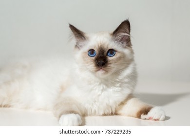 kitten cat breed sacred burma on a light background