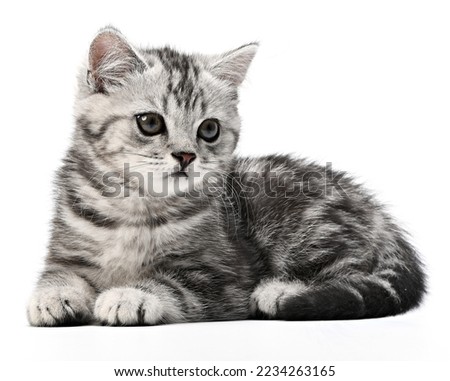 Kitten cat lying isolated on white. Cute kitten lie down looking in camera. Grey striped British Shorthair kitty closeup