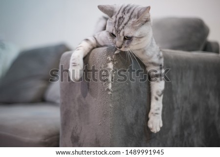 Kitten cat scratching grey fabric sofa at home.