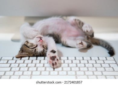 kitten cat sleeping in computer table