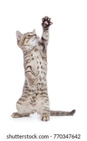 Kitten Or Cat Standing With Raised Paw Isolated