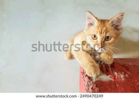 Kitten caught scratching the sofa