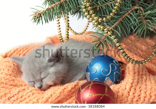 17 Chat Betise Images Stock Photos Vectors Shutterstock