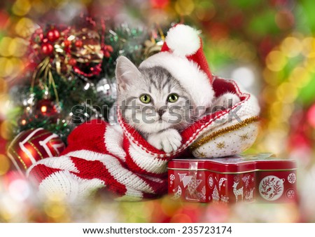 kitten christmas wearing santa hat