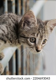 Kitten Climbing Through Gate Portrait