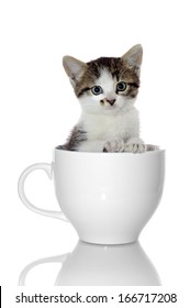 9,777 Kitten in the cup Images, Stock Photos & Vectors | Shutterstock