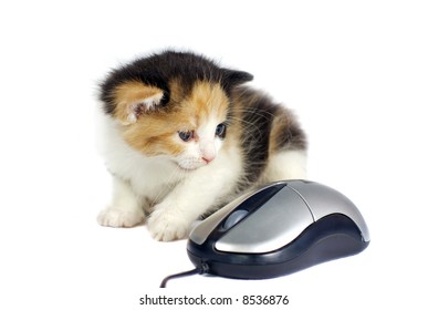 kitten and computer mouse isolated on white