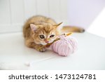 A kitten with a crochet hook and a skein of thread