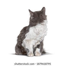 2 314件の ねこ 後ろ姿 の画像 写真素材 ベクター画像 Shutterstock