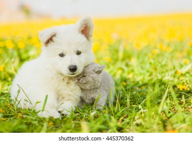 kitten cuddle to a puppy on dandelion field