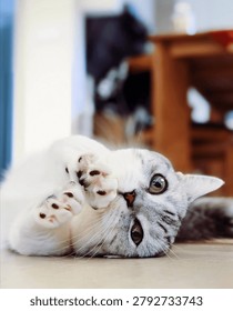 a kitten with cute behavior