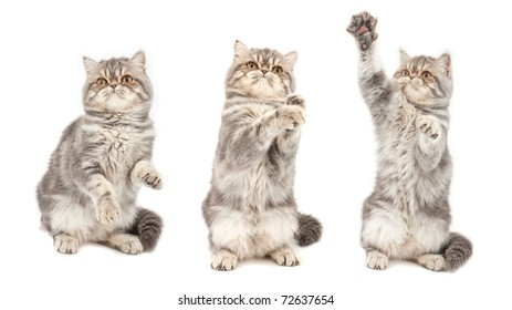 Persian Kitten Exotic Images Stock Photos Vectors Shutterstock