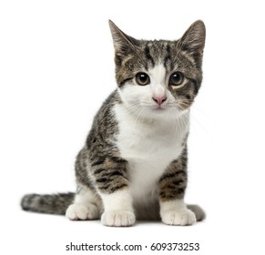 Cats No Background Images, Stock Photos \u0026 Vectors