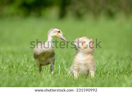 Kitten and duck