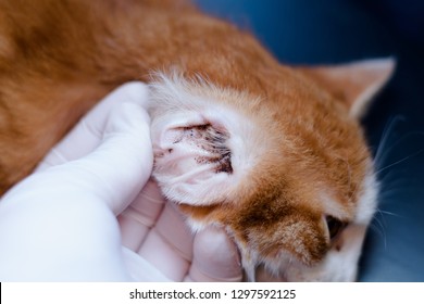 Kitten With Ear Mites