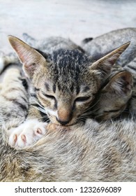 kitten is eating - Shutterstock ID 1232696089