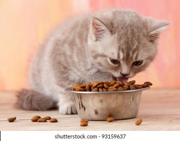 Kitten Eating