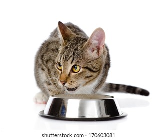 Kitten Eating Cat Food. Isolated On White Background