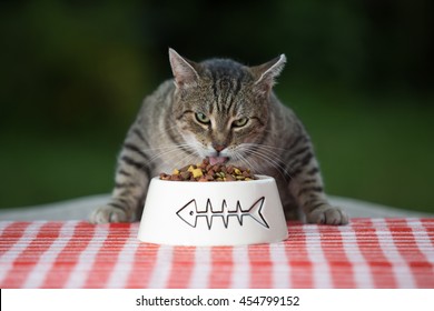 Kitten Eating Cat Food,cat Dinner At The Table
