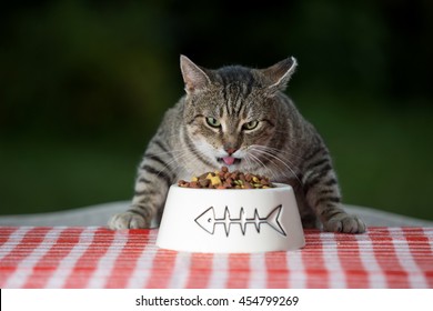 Kitten Eating Cat Food,cat Dinner At The Table
