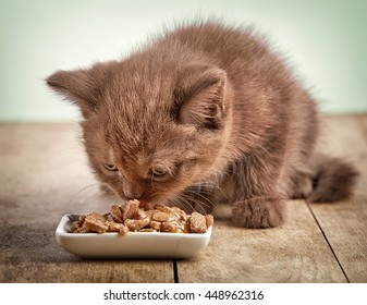 Kitten Eating Cats Food