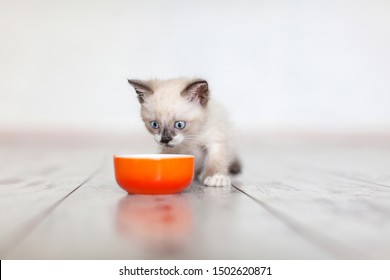 Kitten Eating Food From Bowl. Little Cat Eating At Home