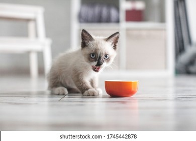 Kitten Eating Food From Bowl. Little Cat Eating At Home