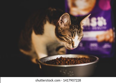 Kitten Eating IMSo Proactive Health Dry Kitten Food