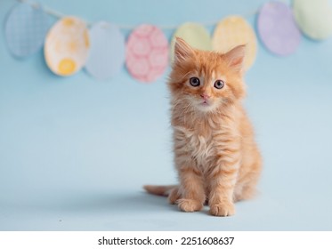Kitten with eggs, spring mood. Copy space. Cute funny furry adorable pet wallaper