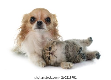 Similar Images Stock Photos Vectors Of Puppy Chihuahua In Front