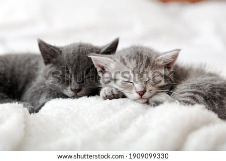 Kitten family in love portrait. Adorable kitty noses for Valentine Day pet love. Couple happy kittens sleep relax together. Cozy home animal sleeping comfortably have sweet dreams.
