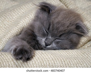 grey cat blanket