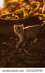 Kitten in the forest at sunset - Shutterstock ID 2315225939