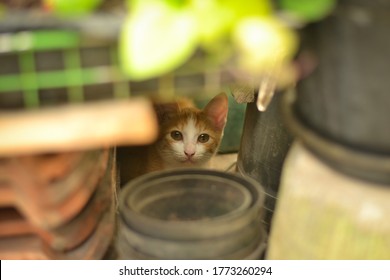 Kucing Liar Images, Stock Photos u0026 Vectors  Shutterstock