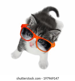Kitten with glasses looking up on white background.
