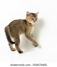 猫 走る の写真素材 画像 写真 Shutterstock