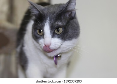 Kitten Grey And White With Tounge Out