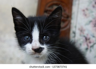 kitten head close up