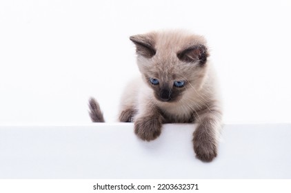 Kitten head with paws up peeking over blank white sign placard. Pet kitten curiously peeking behind white background. Long web banner with copy space. High quality photo