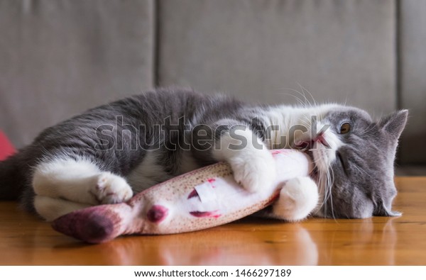 Kitten Holding Toy Fish Bite Stock Photo Edit Now 1466297189