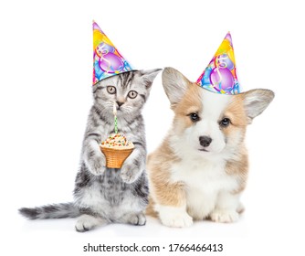 Kitten holds cupcake with burning candle and sits with corgi puppy. Pets wearing party'scaps. isolated on white background.