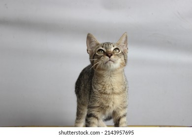 Kitten Hunting A Bunch Of Strings Attached To A Toy